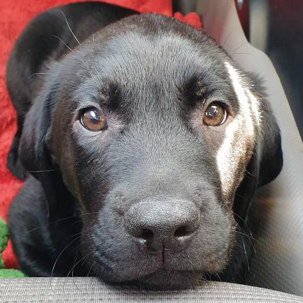 Gilbert, a black Labrador Seeing Eye Dog puppy, looks directly at camera