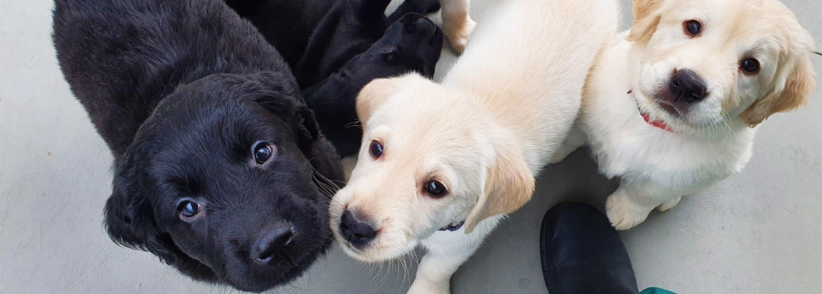 Seeing Eye Dog puppies look up to the camera. A black Labrador and 2 yellow Labradors