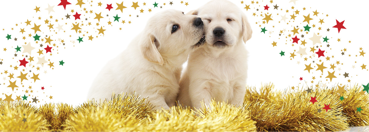Two young Labrador Seeing Eye Dog puppies surrounded by gold tinsel and multicoloured stars