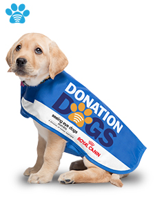 Dog wearing blue coat with Donation Dog logo