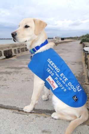 Image of Seeing Eye Dog in training, with puppy in training coat, sitting on footpath
