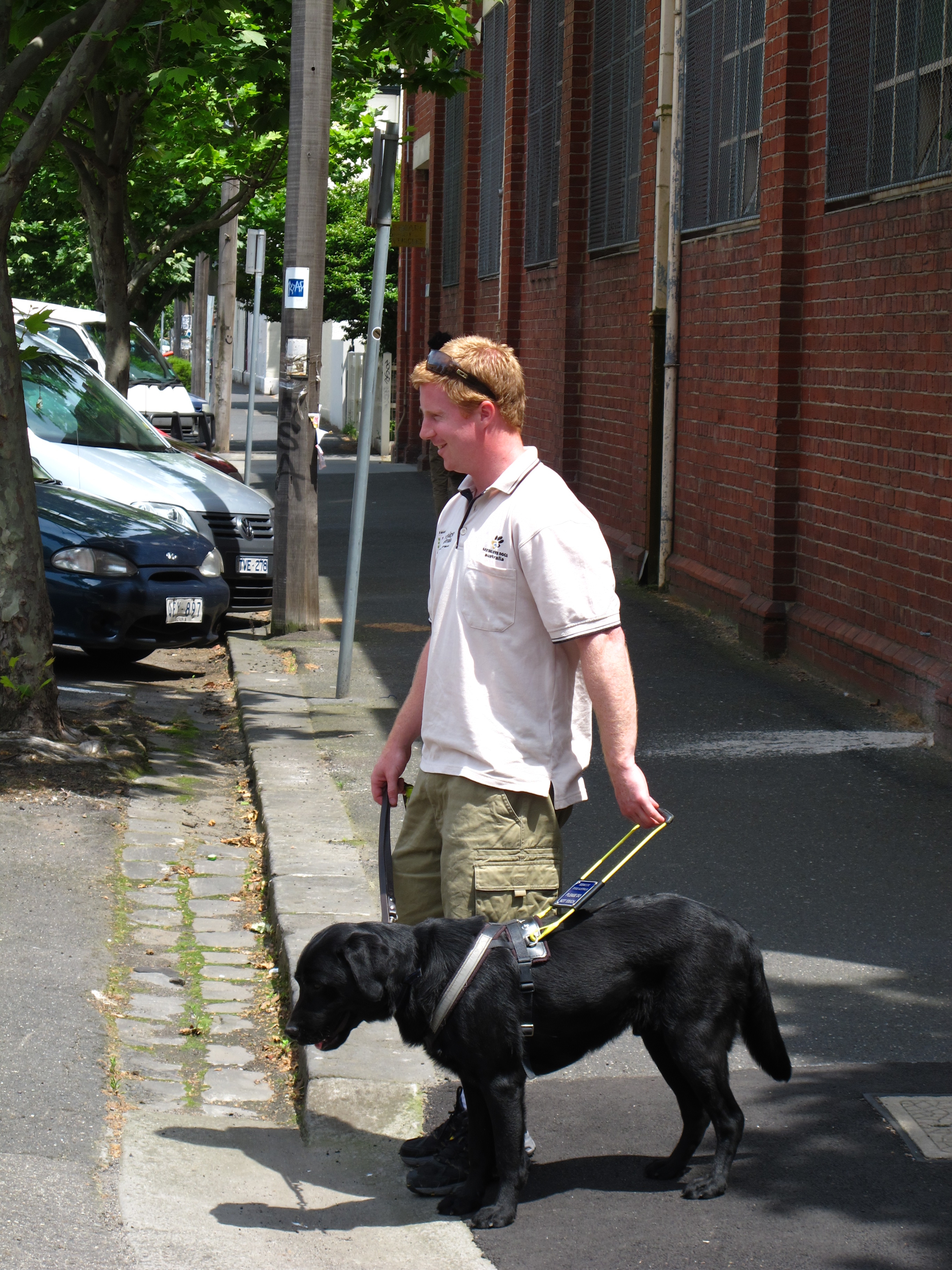 Man with seeing eye dog starting to cross the road