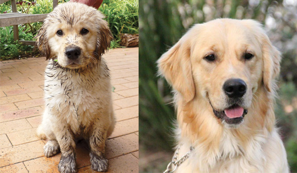 Image of Goldie as a puppy covered in mud next to Goldie as an adult dog